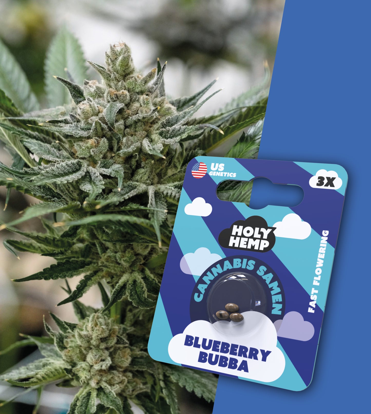 BLUEBERRY BUBBA - Automatics Seeds - Cali Seeds