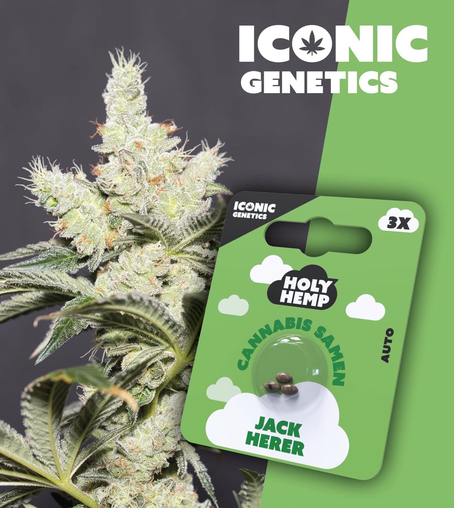 JACK HERER - Automatics - Cali Seeds - Iconic Genetics