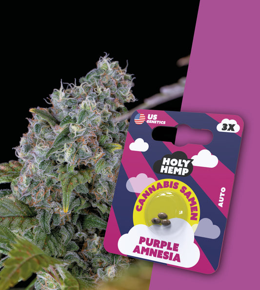 Purple Amnesia - Automatic Cali Seeds