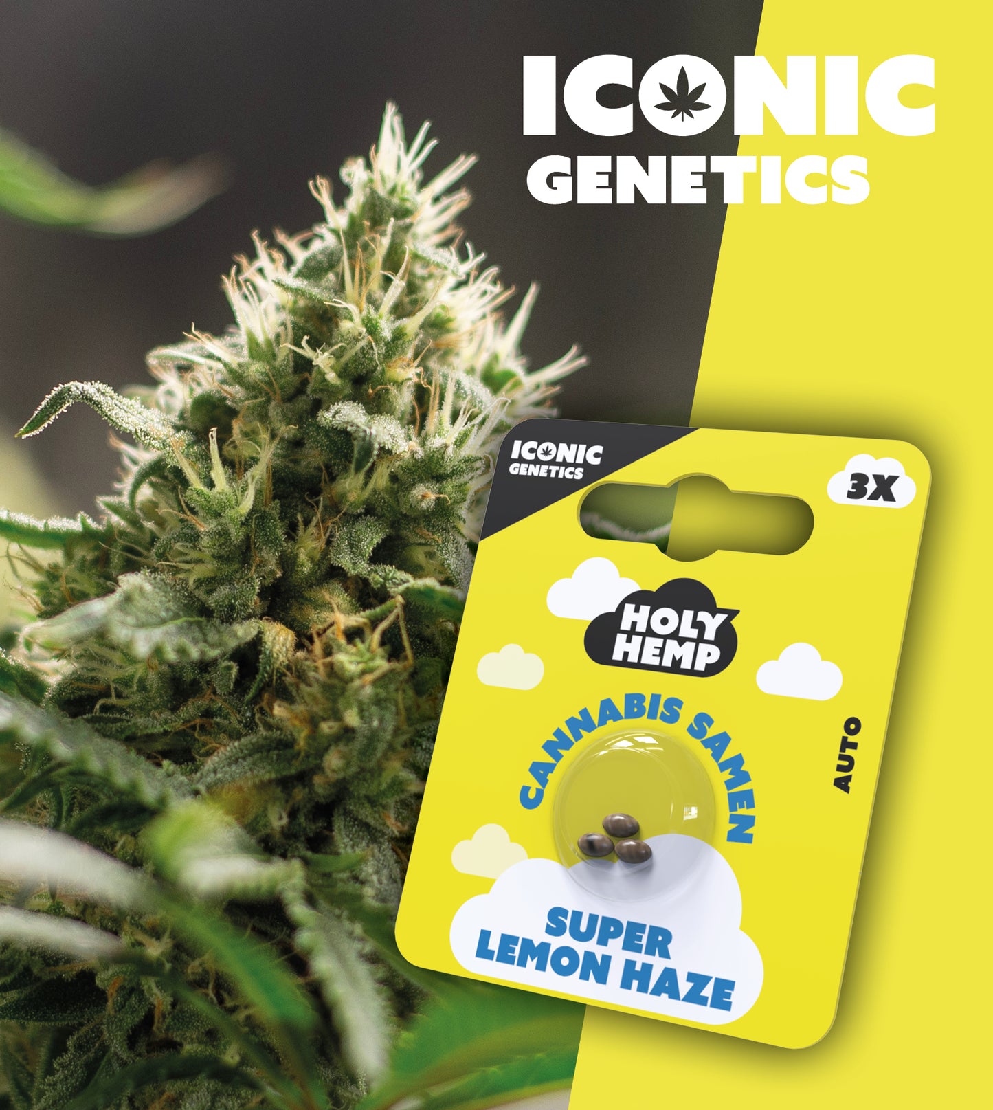 Super Lemon Haze - Automatics - Cali Seeds