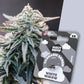 WHITE WIDOW - Automatics - Cali Seeds