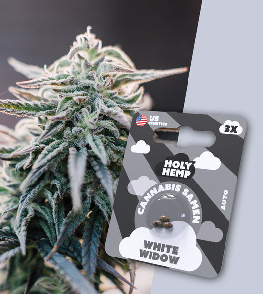 WHITE WIDOW - Automatics - Cali Seeds